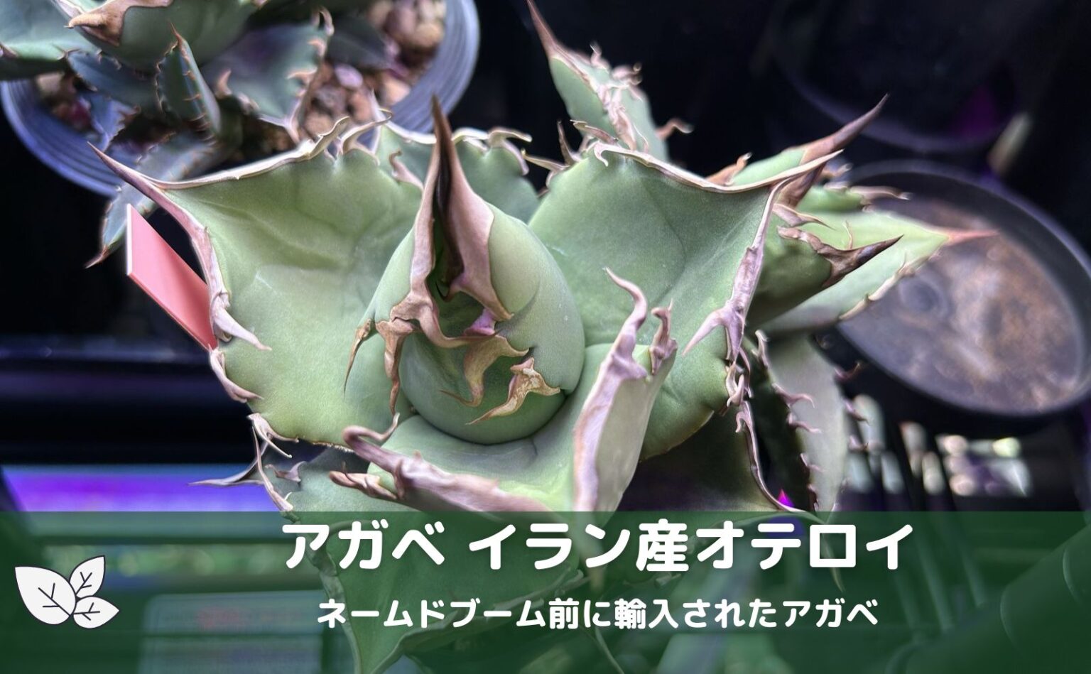 アガベ チタノタとオテロイの種類別成長記録