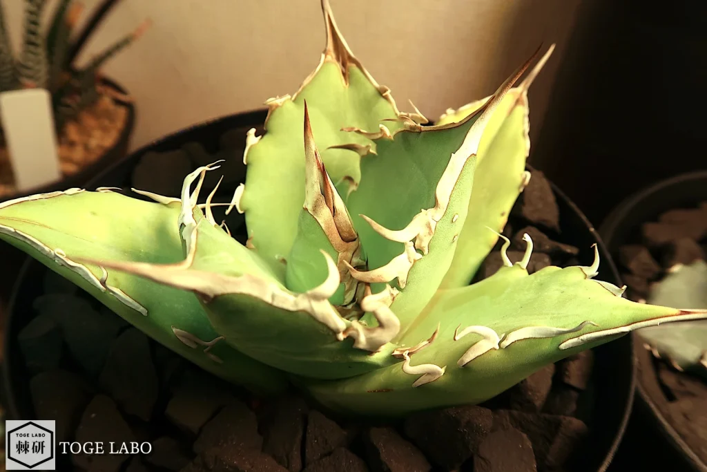 イラン産オテロイを4号鉢（12cm）に植えた