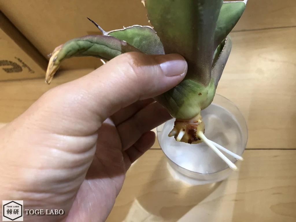 水耕で発根させたアガベ 寛葉厳竜