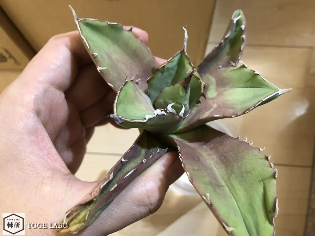 ドンドン萎れていくアガベ 寛葉厳竜