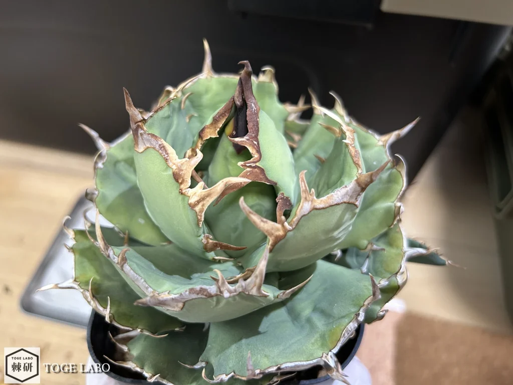 4号鉢(12cm)に植え替える前のアガベ 寛葉厳竜