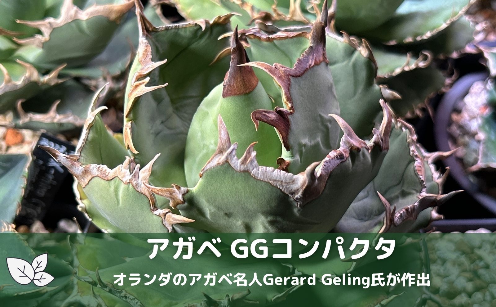 アガベ agave チタノタ GGコンパクタ - インテリア小物