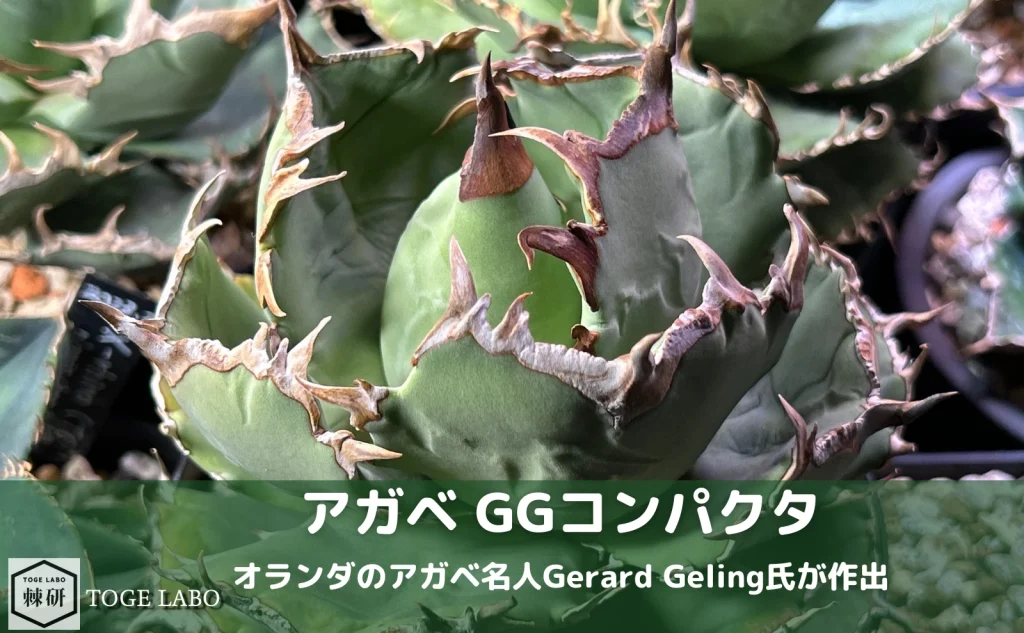 アガベ GGコンパクタの育成記録
