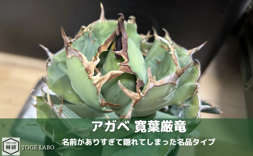 アガベ 寛葉厳竜の育成記録