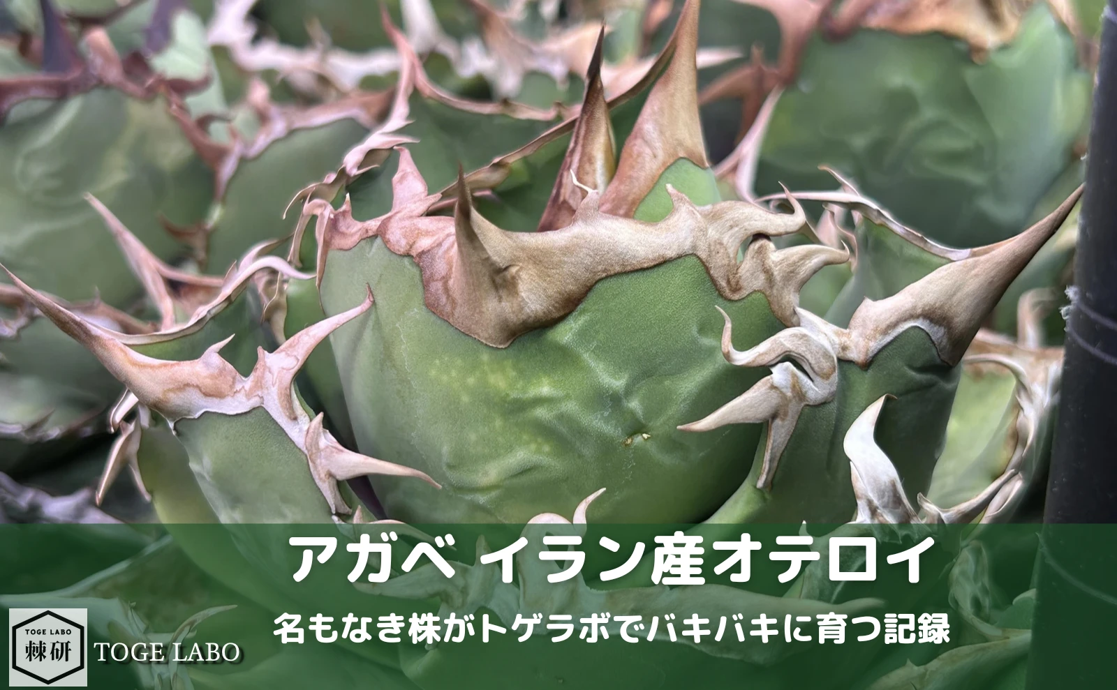 アガベ イラン産オテロイの育成記録