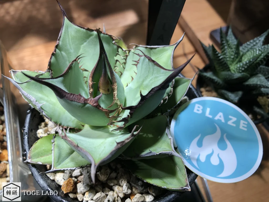 agave-panda-mid-size-first