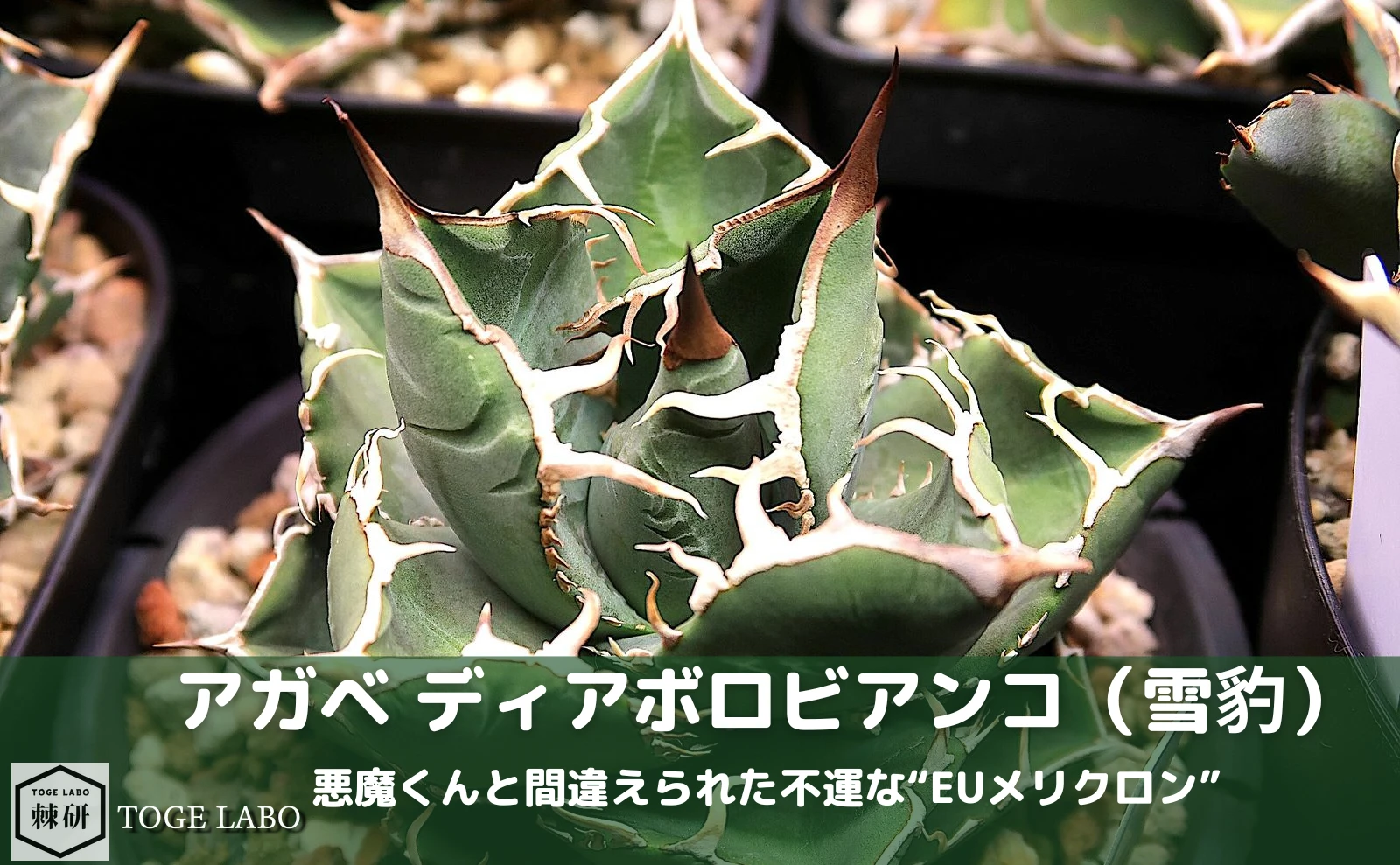 アガベ ディアボロビアンコの育成記録