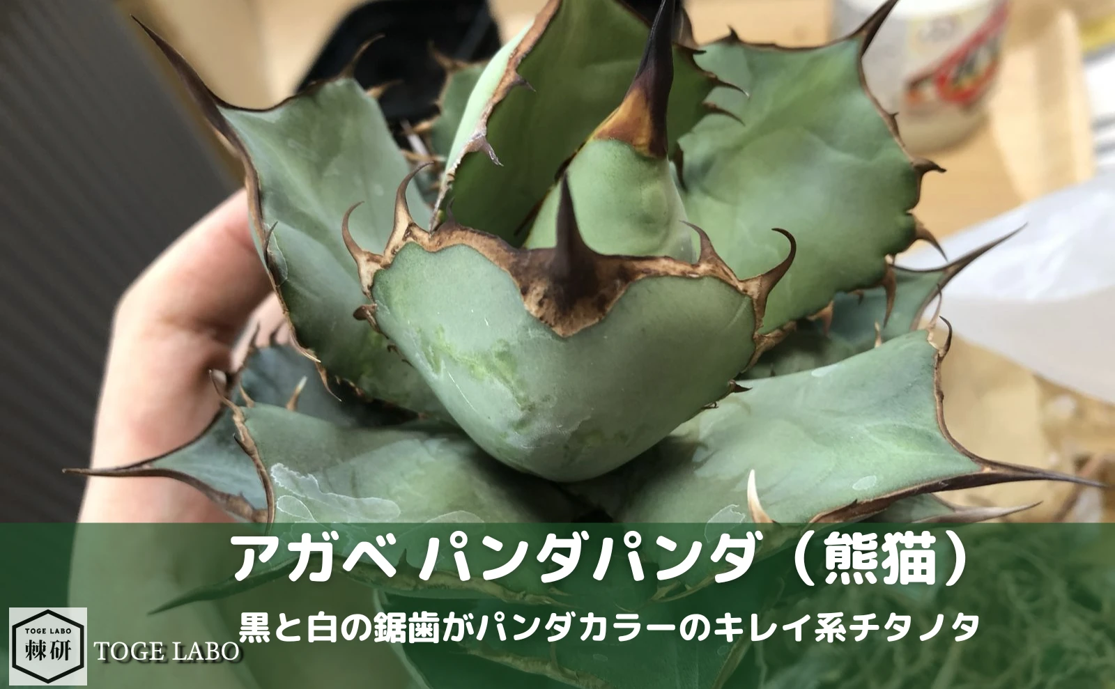 アガベ パンダの育成記録
