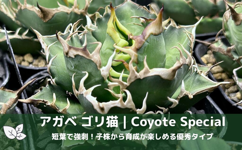 アガベ ゴリ猫 Coyote Specialの育成記録