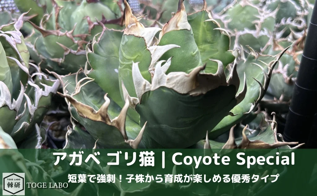 アガベ ゴリ猫 Coyote Special｜短葉で鋸歯が強いレッドキャットウィーズル