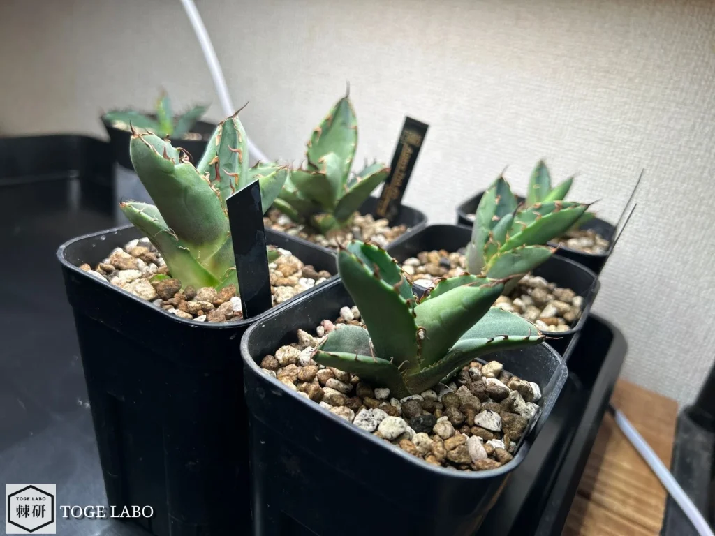 BRIM PANEL A 45W 植物育成ライト　新品2枚セット アガベ Amazon.co.jp: 【公式】BRIM(ブリム) PANEL A 植物育成ライト