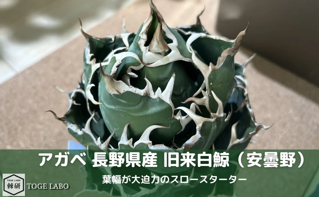 旧来白鯨 長野県産 安曇野白鯨（日本に昔からあるアガベ）