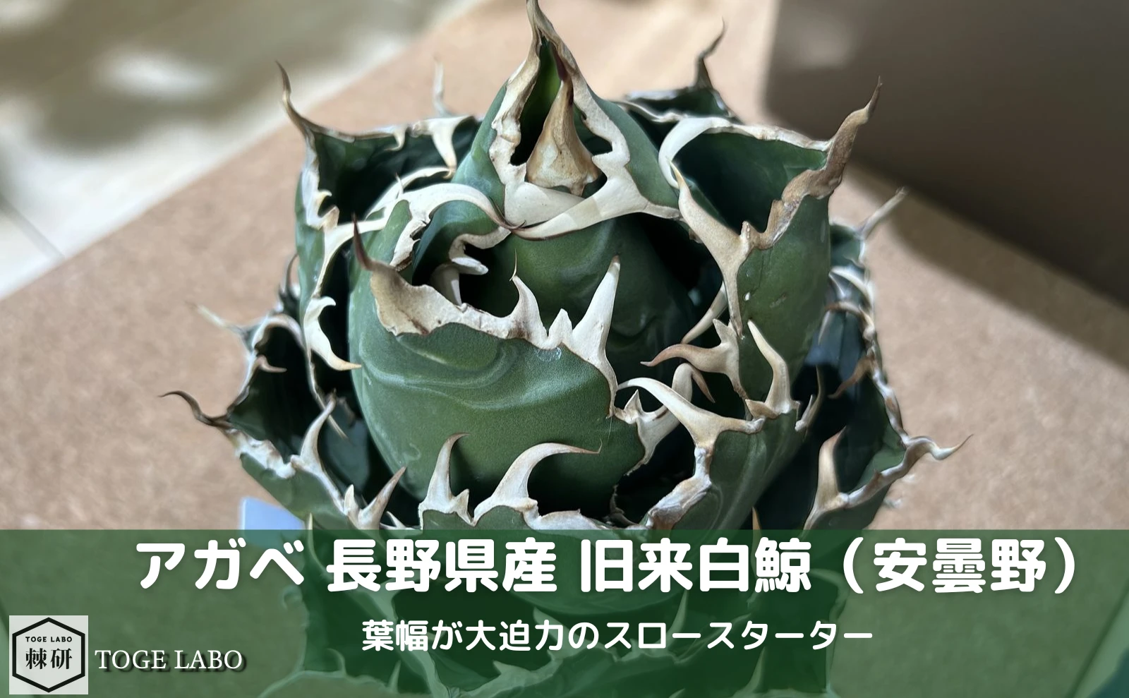 旧来白鯨 長野県産 安曇野白鯨（日本に昔からあるアガベ）