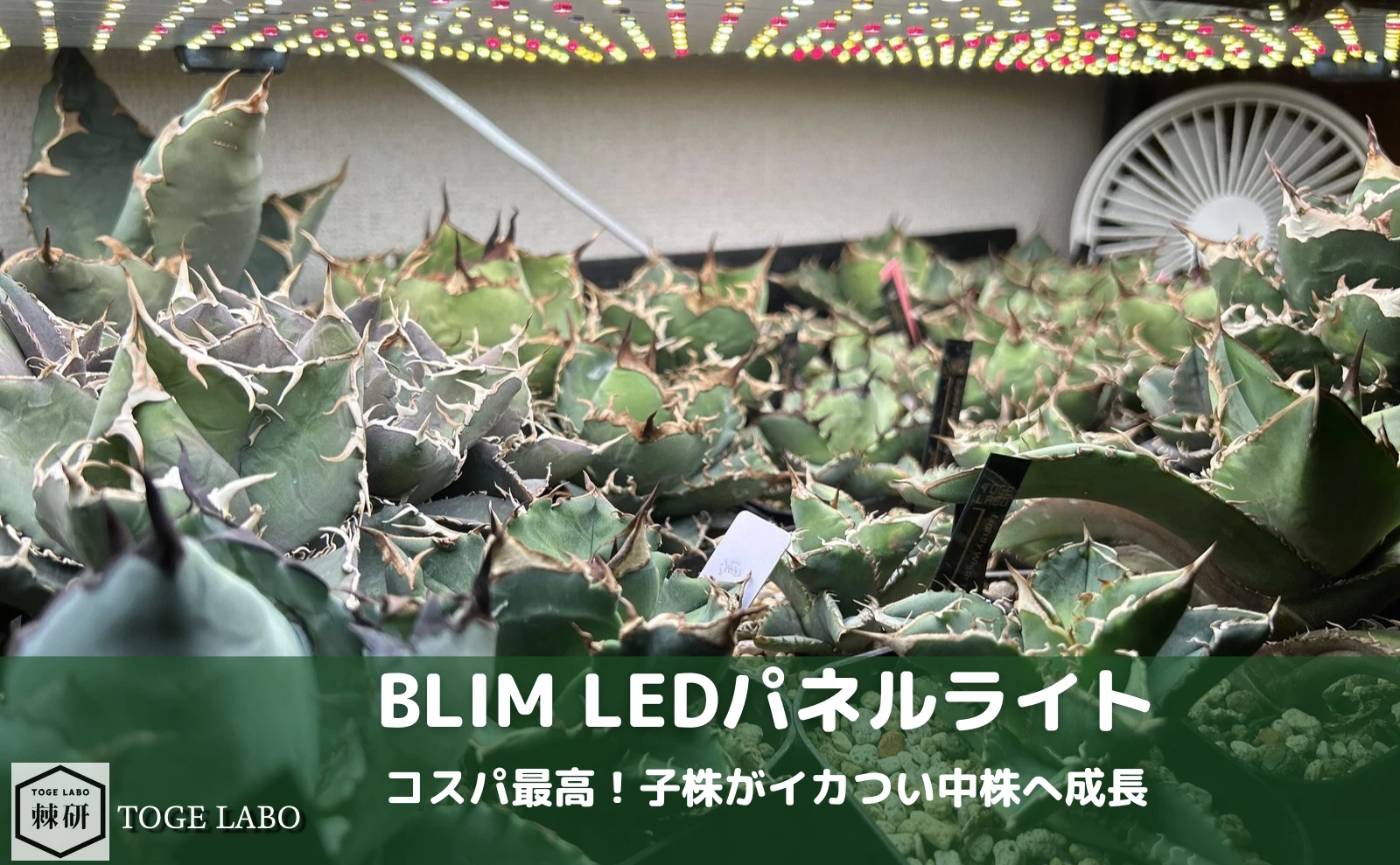 アガベ　植物用ライト　LEDライト　BRIM Amazon.co.jp: 【公式】BRIM(ブリム) SOL 24W 植物育成ライト