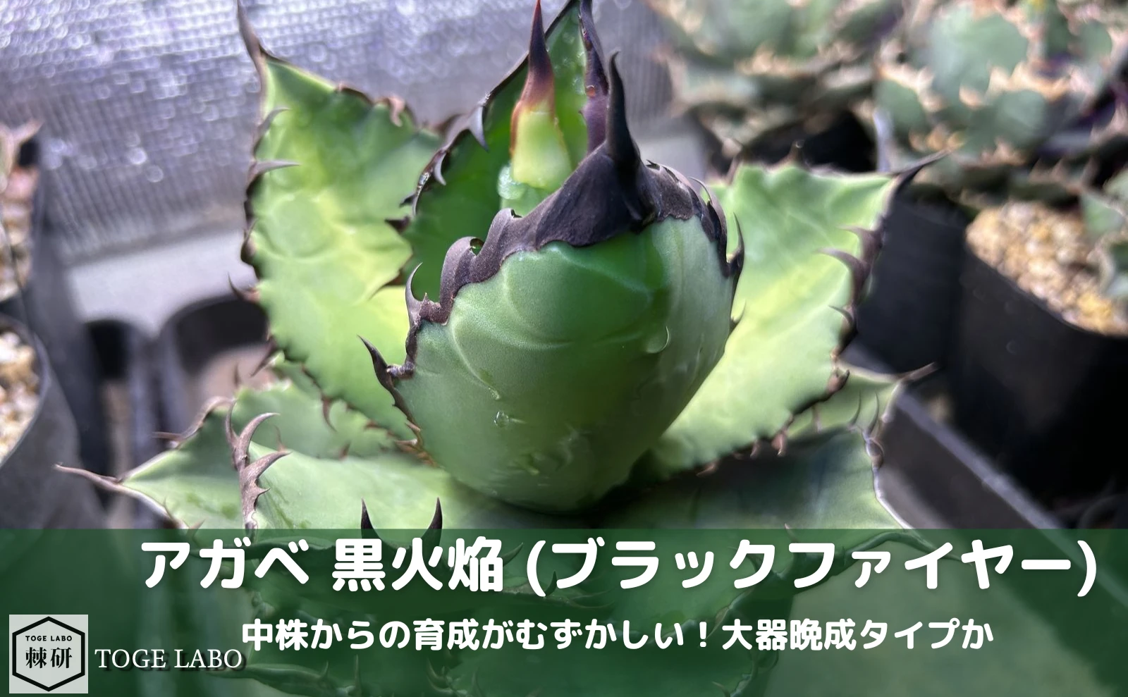 アガベ 黒火焔（ブラックファイヤー）｜大器晩成？勝手に良くなるのは中株まで
