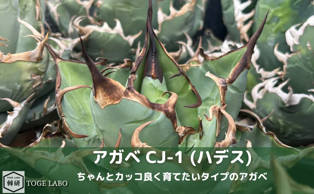 アガベ CJ-1（ハデス）｜黒い鋸歯のカッコ良く育てたいタイプ