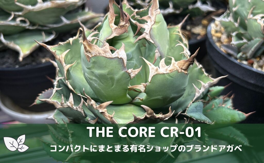 THE CORE CR-01｜有名ショップのブランドアガベ