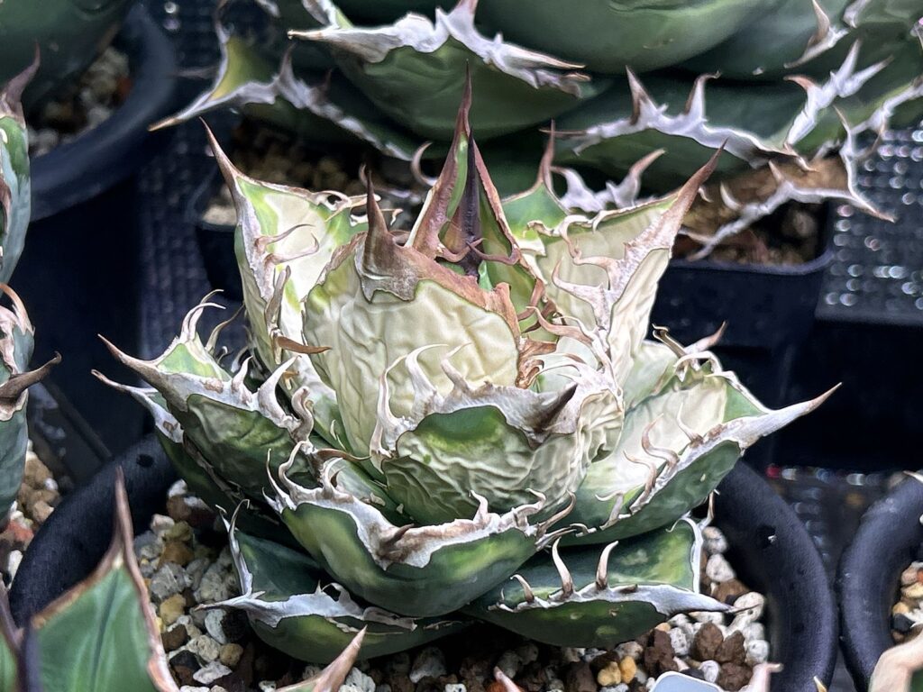 一番ひどく葉焼けしたメキシコのアガベ