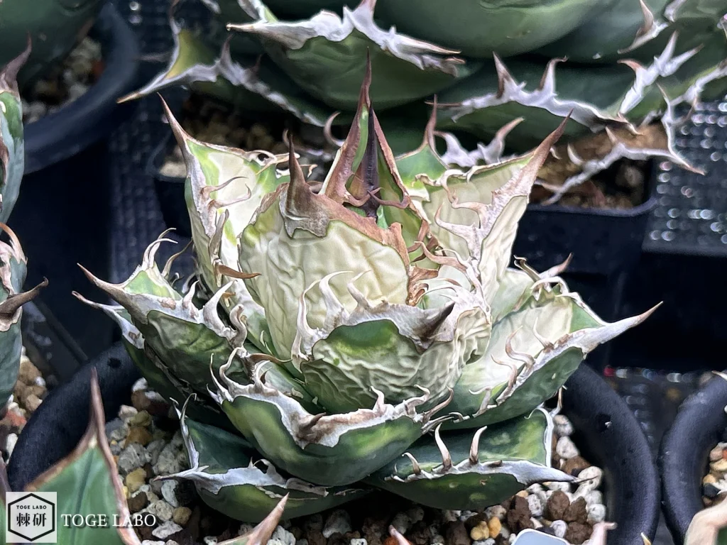 一番ひどく葉焼けしたメキシコ産アガベ