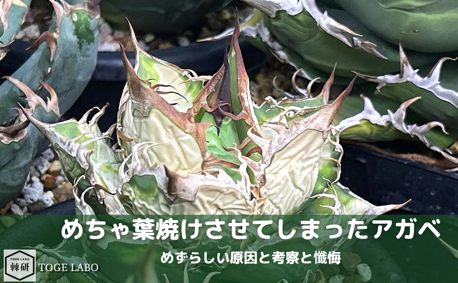 めちゃくちゃ葉焼けさたアガベ｜めずらしい原因と考察と懺悔