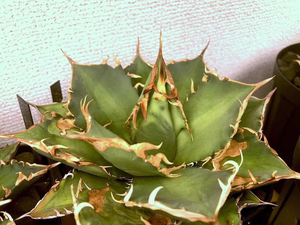 小株育成から3ヶ月のUSオテロイ