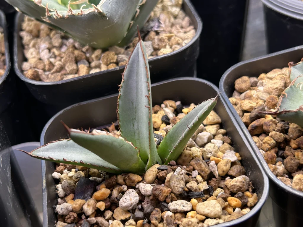 発根して展開が始まったタイ オテロイ ノーネーム
