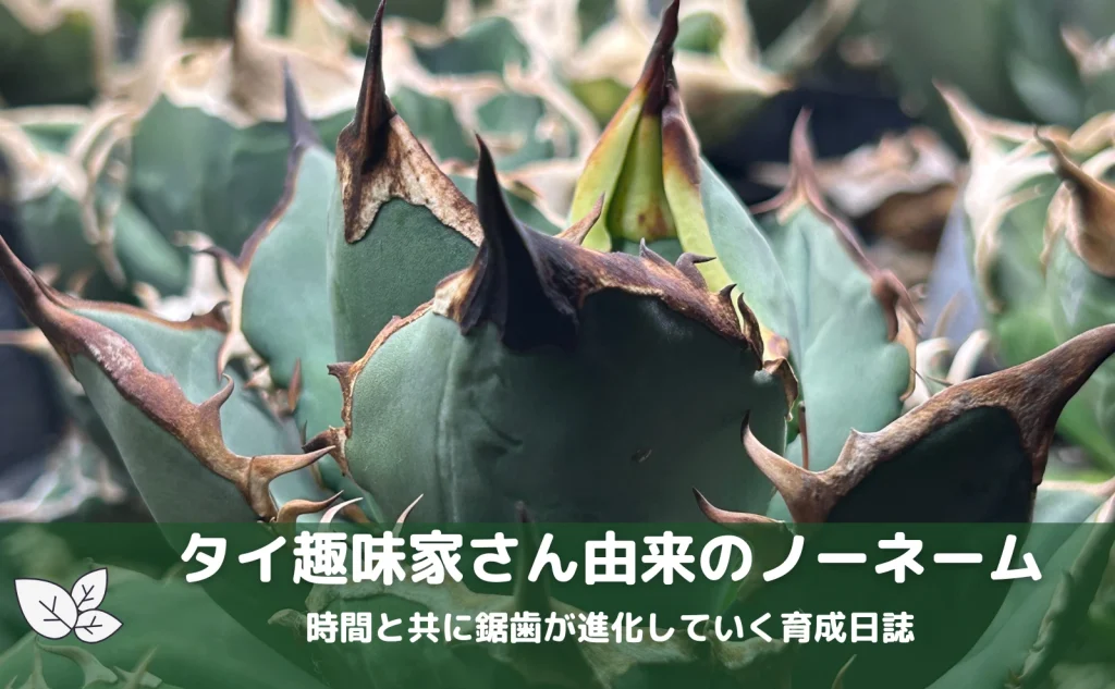 タイの趣味家から届いたノーネーム