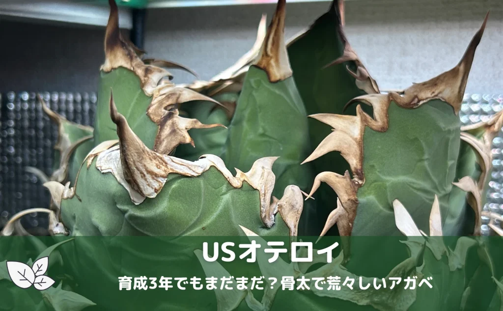荒々しい鋸歯が目を引くUSオテロイの成長記録