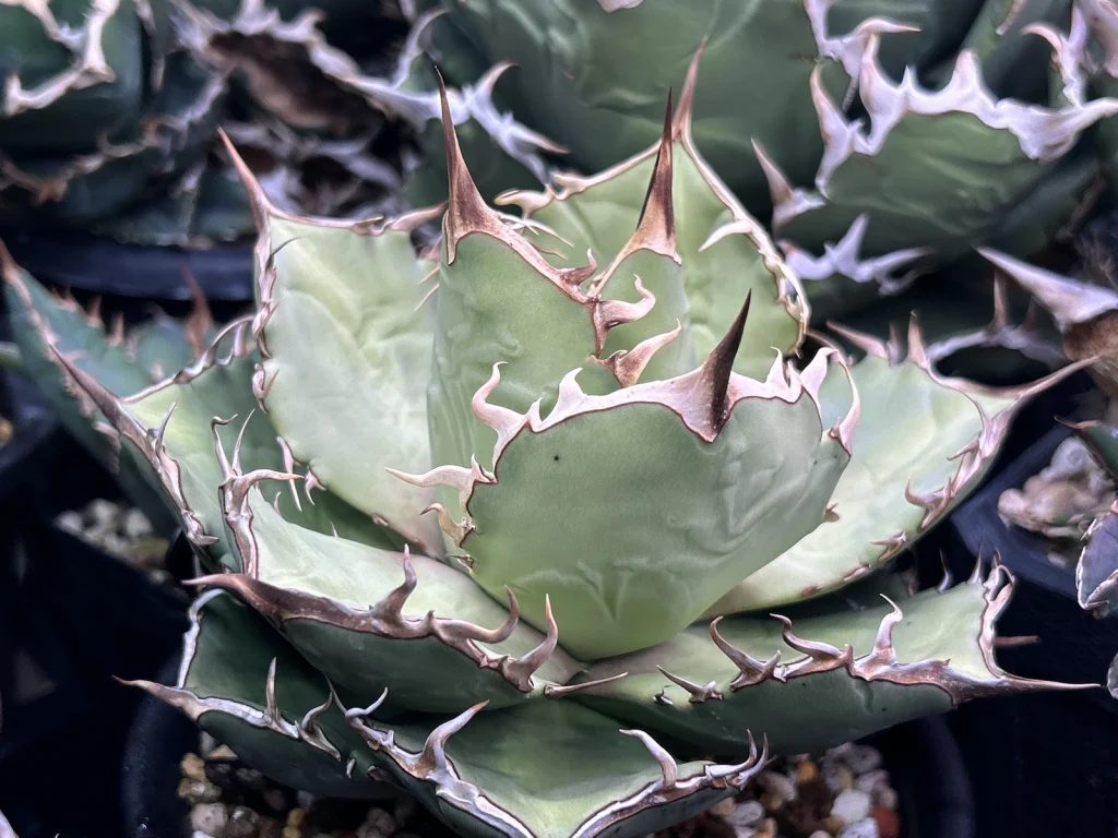 4.5号鉢に植え替えた金剛狼