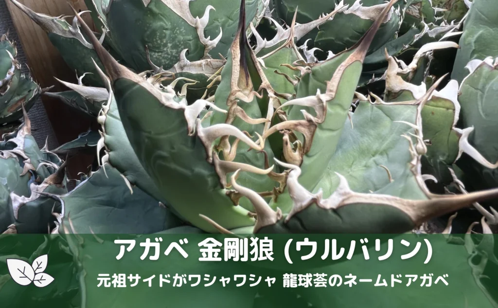 アガベ 金剛狼（ウルバリン）。龍球荟由来で、ワシャワシャとした鋸歯が特徴のネームドアガベ。