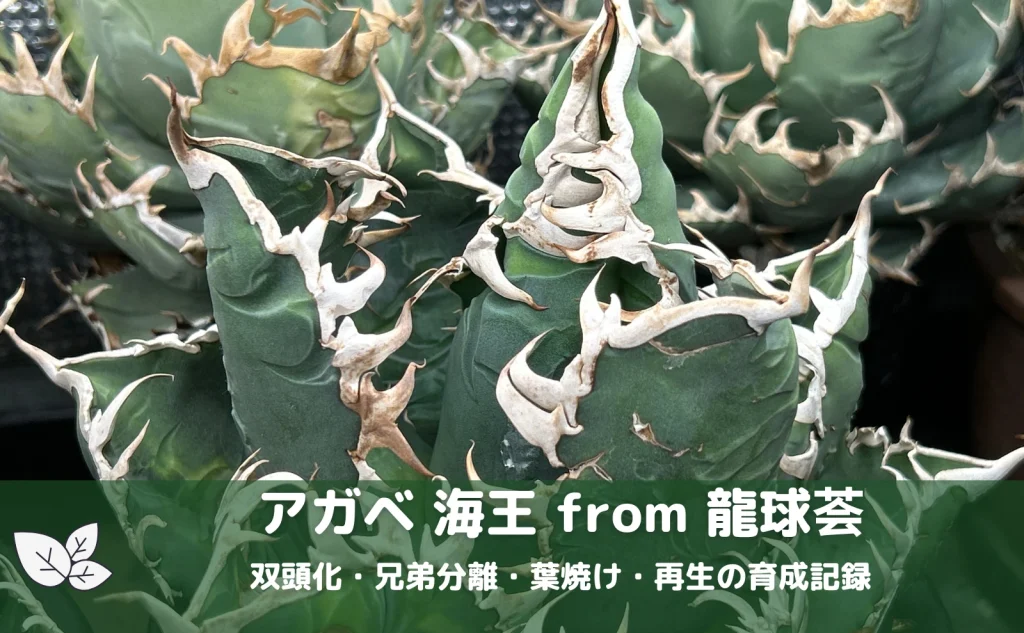 龍球荟出身・アガベ海王の育成記録。双頭化と兄弟株の分岐を追った記録