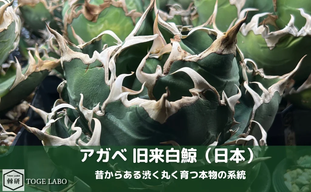 アガベ旧来白鯨のメイン写真。丸く締まり落ち着いたフォルムが特徴。