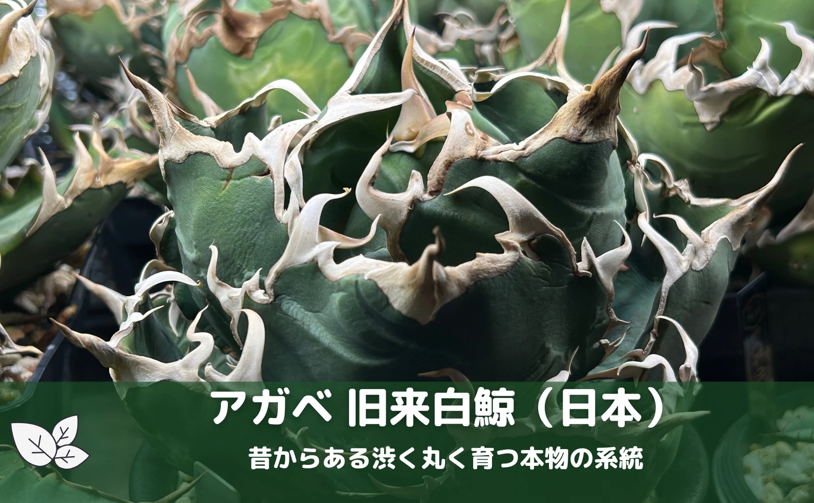 アガベ 旧来白鯨（日本）｜昔からある丸く育つ本物の系統 | トゲラボ